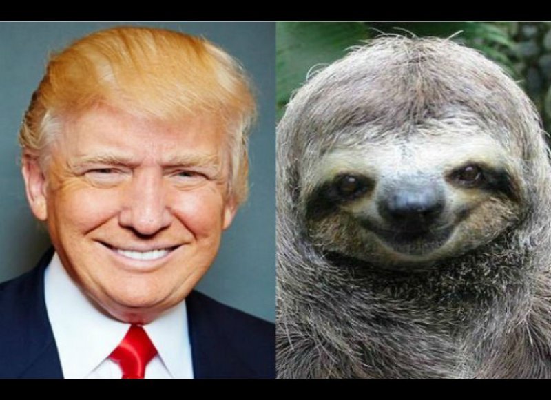 Donald Trump Looks Like Sloth -15 Celebrities Who Look Like Real Life Animals