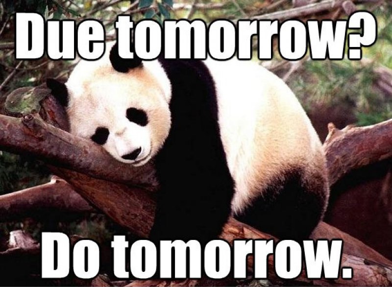 Due Tomorrow - Do Tomorrow!-12 Hilarious Animal Memes That Will Make Lol