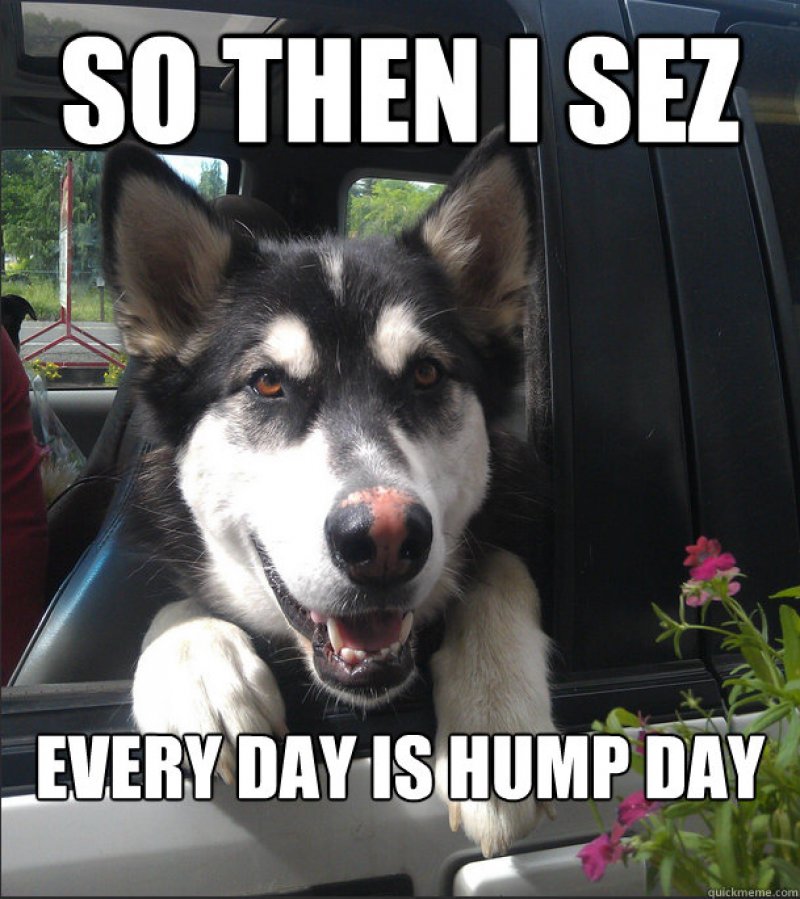 Every Day Is A Hump Day-12 Funny Hump Day Memes That Will Make Your Whole Week