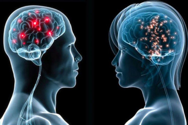 Female Brain Differs From Male Brain-15 WTFacts About Brain You May Not Know