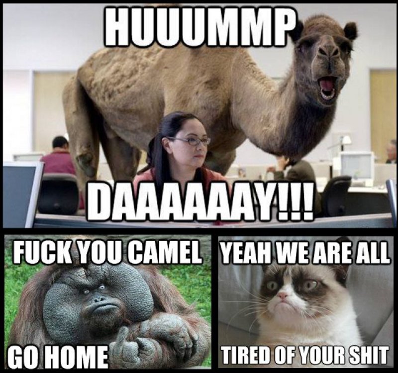 GEICO Camel-12 Funny Hump Day Memes That Will Make Your Whole Week