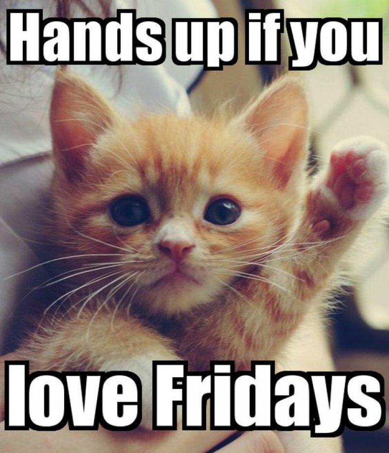 Hands Up If You Love Fridays! -12 Hilarious Friday Memes That Will Brighten Up Your Friday