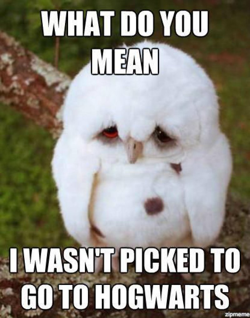 Hedwig, Jr.?-12 Hilarious Animal Memes That Will Make Lol