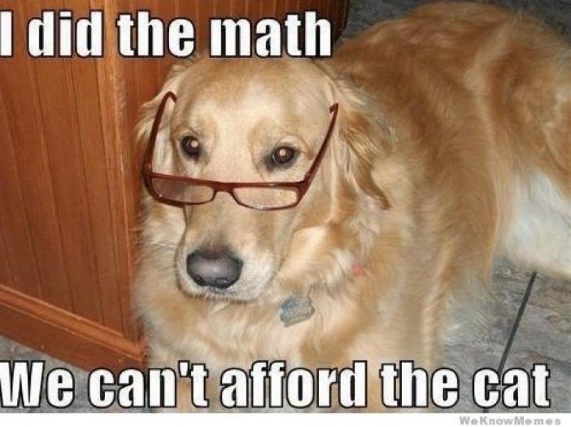 I Did The Math, We Can't Afford The Cat-12 Funny Dog Memes That Will Make You Lol