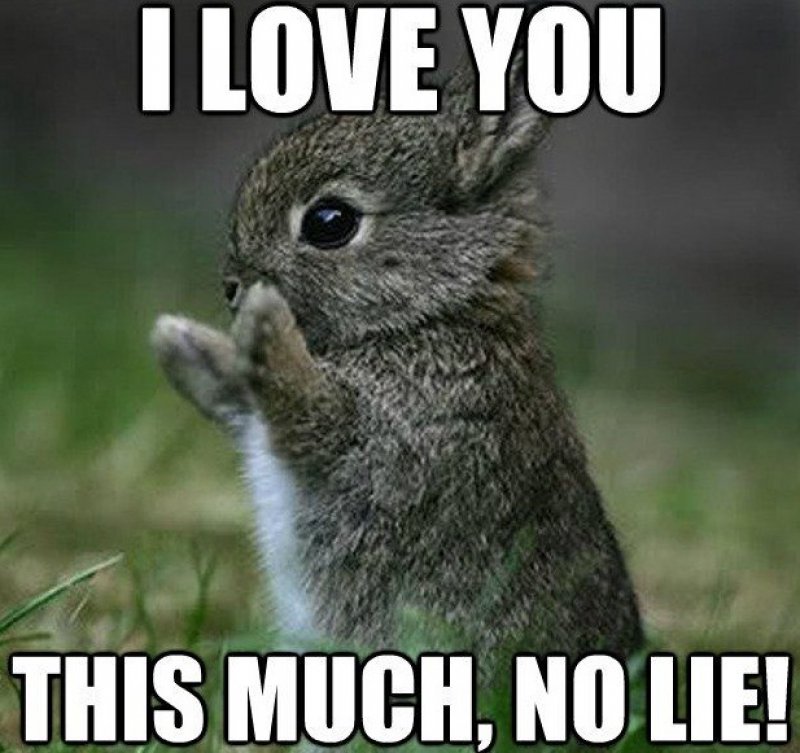 I Love You This Much, No Lie!-12 Beautiful Yet Hilarious Love Memes