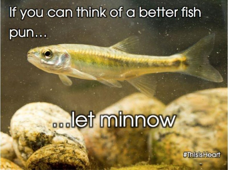 If You Can Think Of A Better Pun, Let Minnow-12 Hilarious Animal Puns That Will Make You Lol