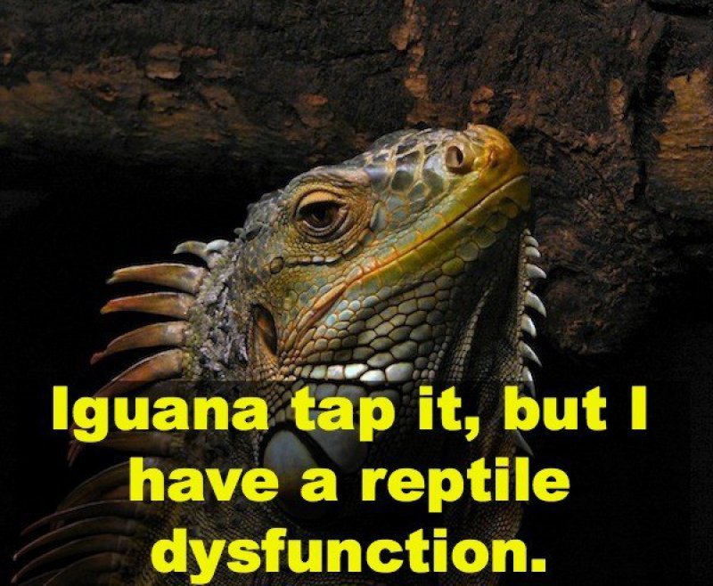 Iguana Tap It, But I Have A Reptile Dysfunction-12 Hilarious Animal Puns That Will Make You Lol