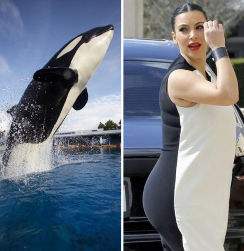 Kim Kardashian Looks Like A Killer Whale -15 Celebrities Who Look Like Real Life Animals