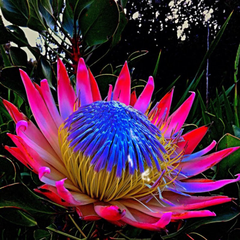 King Protea-12 Most Beautiful Flowers In The World