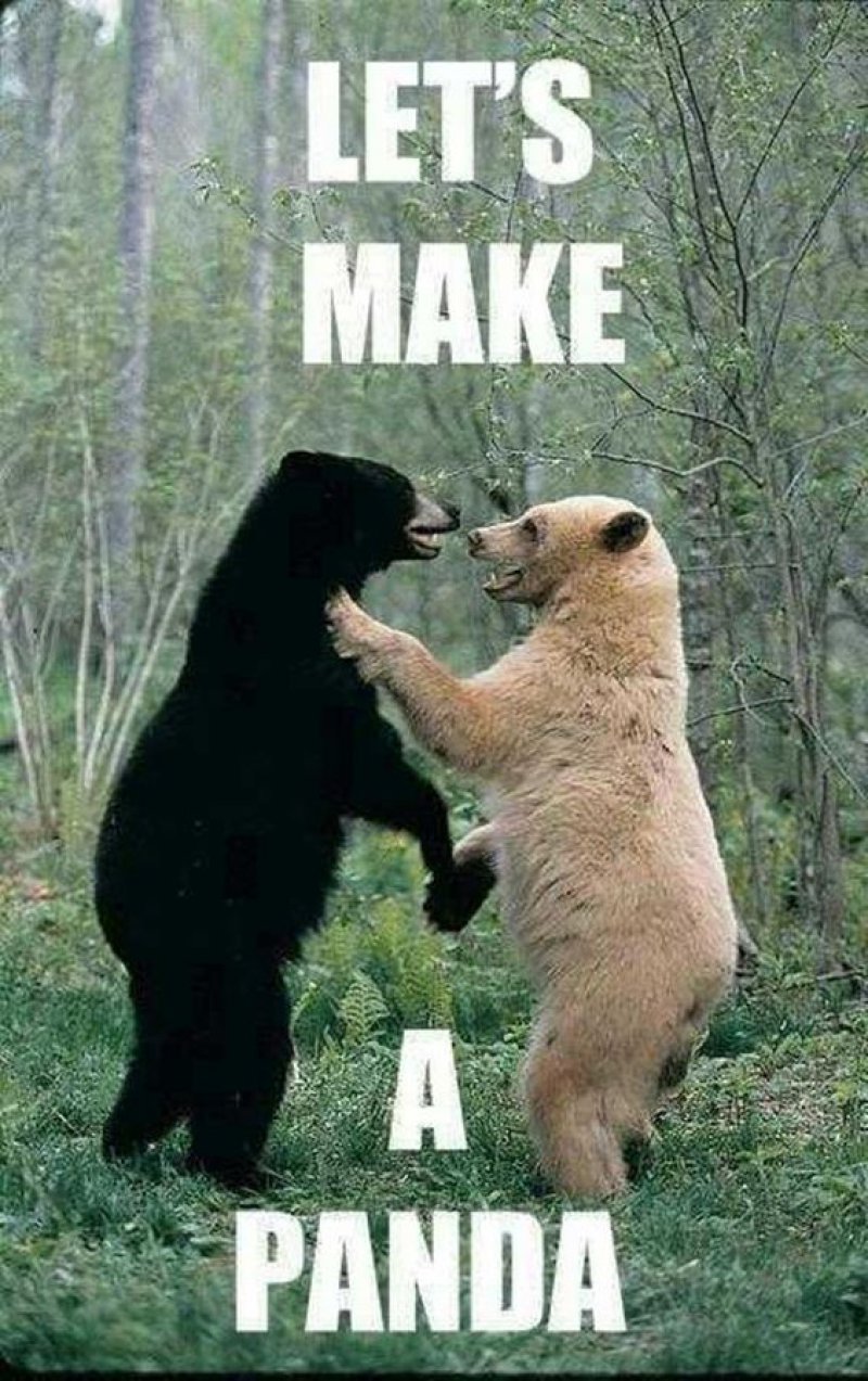 Let's Make A Panda! -12 Hilarious Animal Memes That Will Make Lol