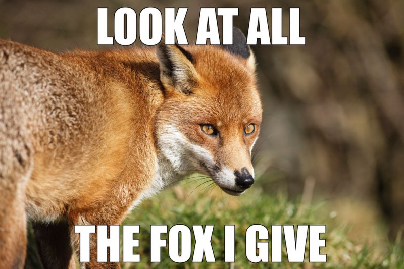 Look At All The Fox I Give-12 Hilarious Animal Puns That Will Make You Lol
