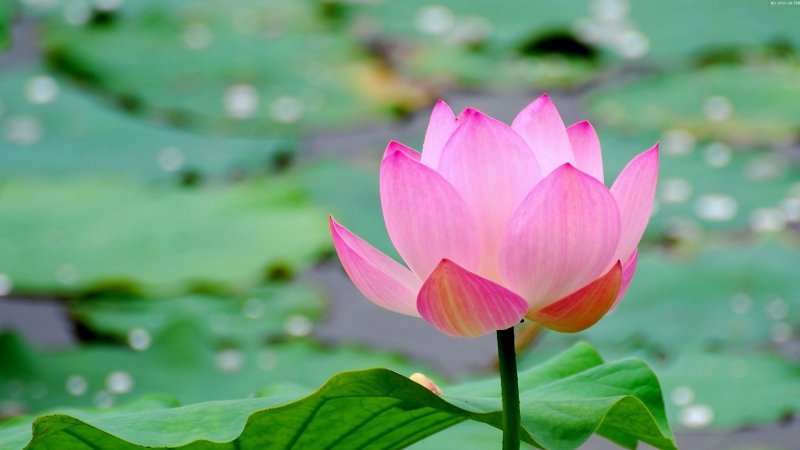 Lotus-12 Most Beautiful Flowers In The World