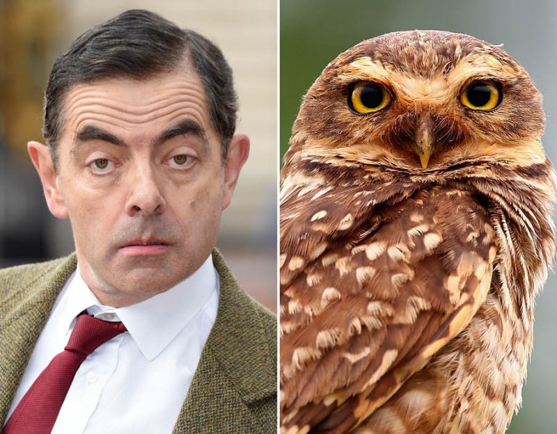 Mr. Bean - An Owl-15 Celebrities Who Look Like Real Life Animals