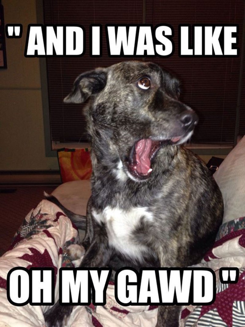 Oh My Gawd! -12 Funny Dog Memes That Will Make You Lol