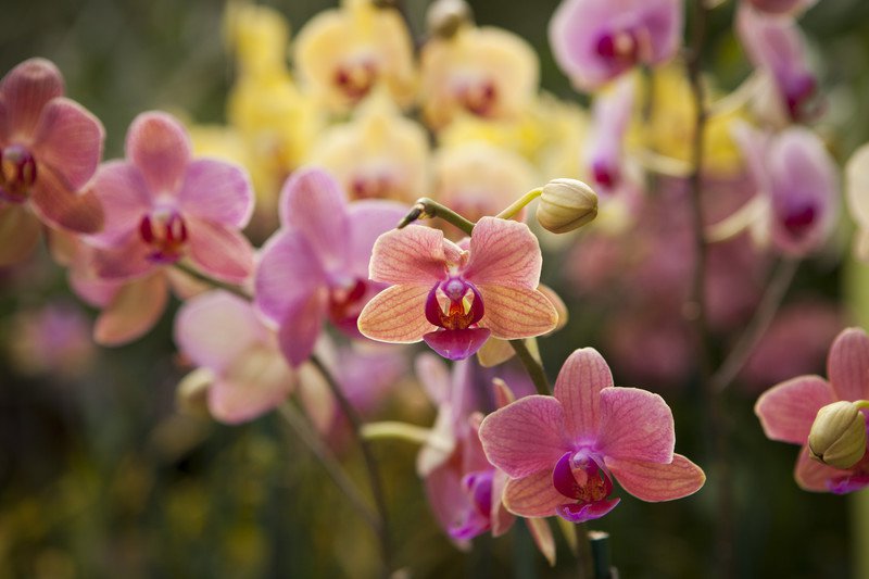 Orchids-12 Most Beautiful Flowers In The World