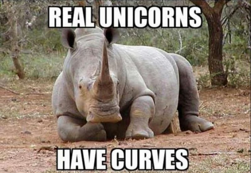 Real Unicorns Have Curves!-12 Hilarious Animal Memes That Will Make Lol