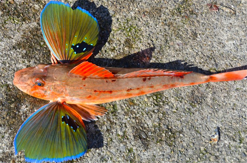 Sea Robin-13 Awesome Pictures That Will Make Your Day