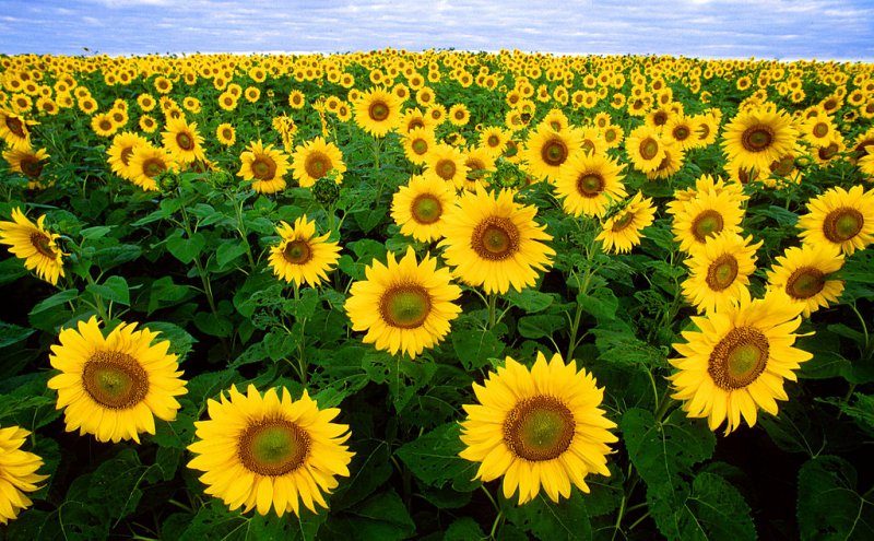 Sunflower-12 Most Beautiful Flowers In The World