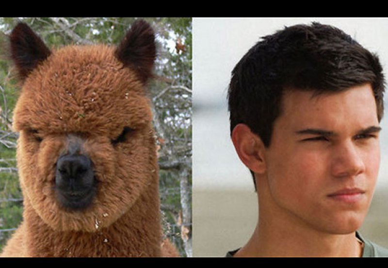 Taylor Lautner Looks Like An Alpaca-15 Celebrities Who Look Like Real Life Animals