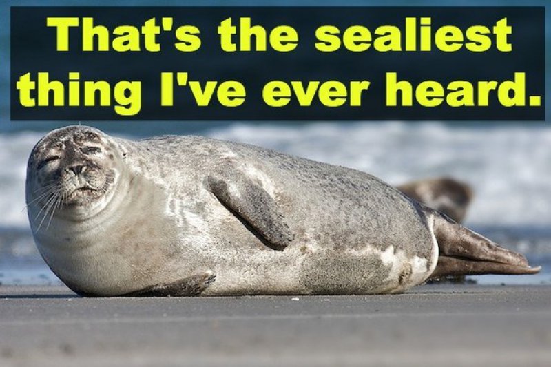 That's The Sealiest Thing I Have Ever Heard-12 Hilarious Animal Puns That Will Make You Lol