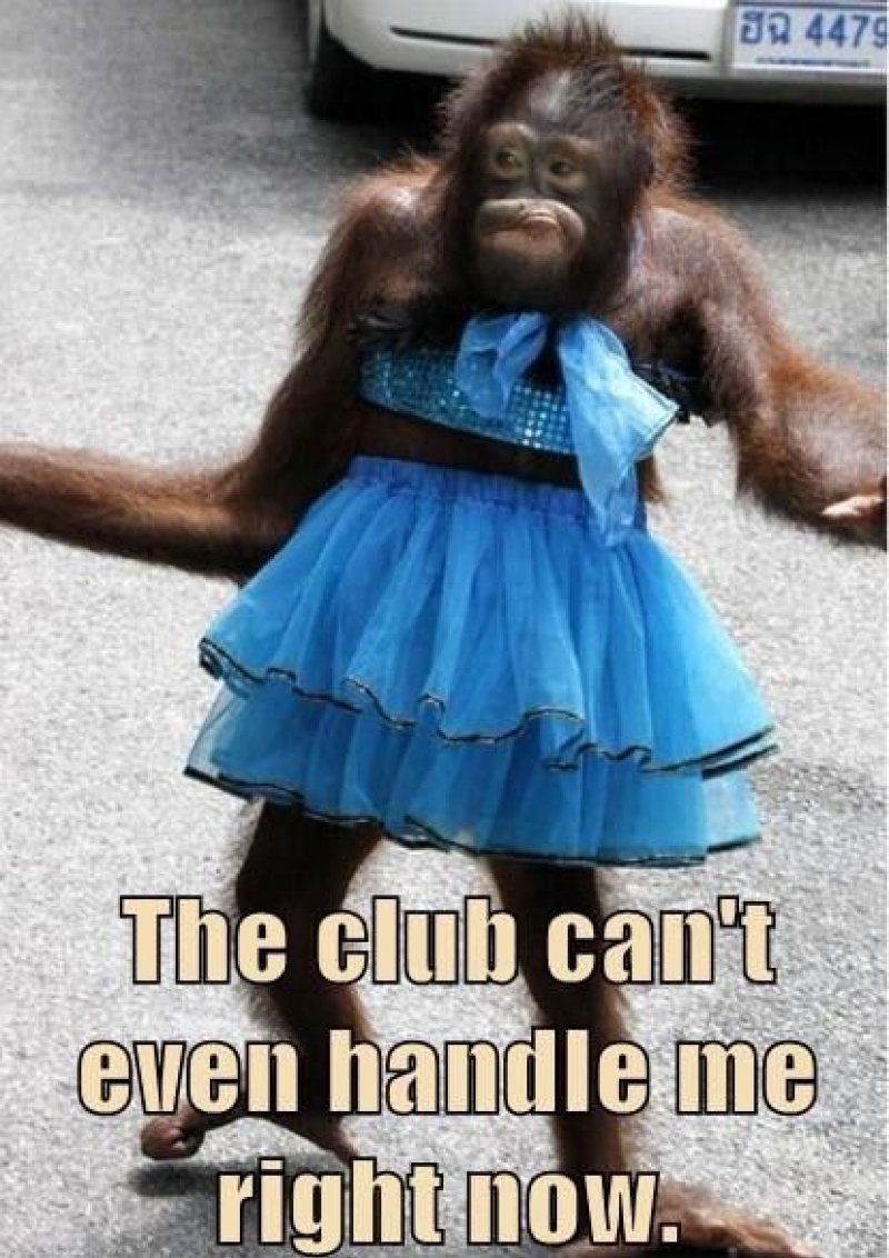 The Club Can't Even Handle Me Right Now!-12 Hilarious Animal Memes That Will Make Lol