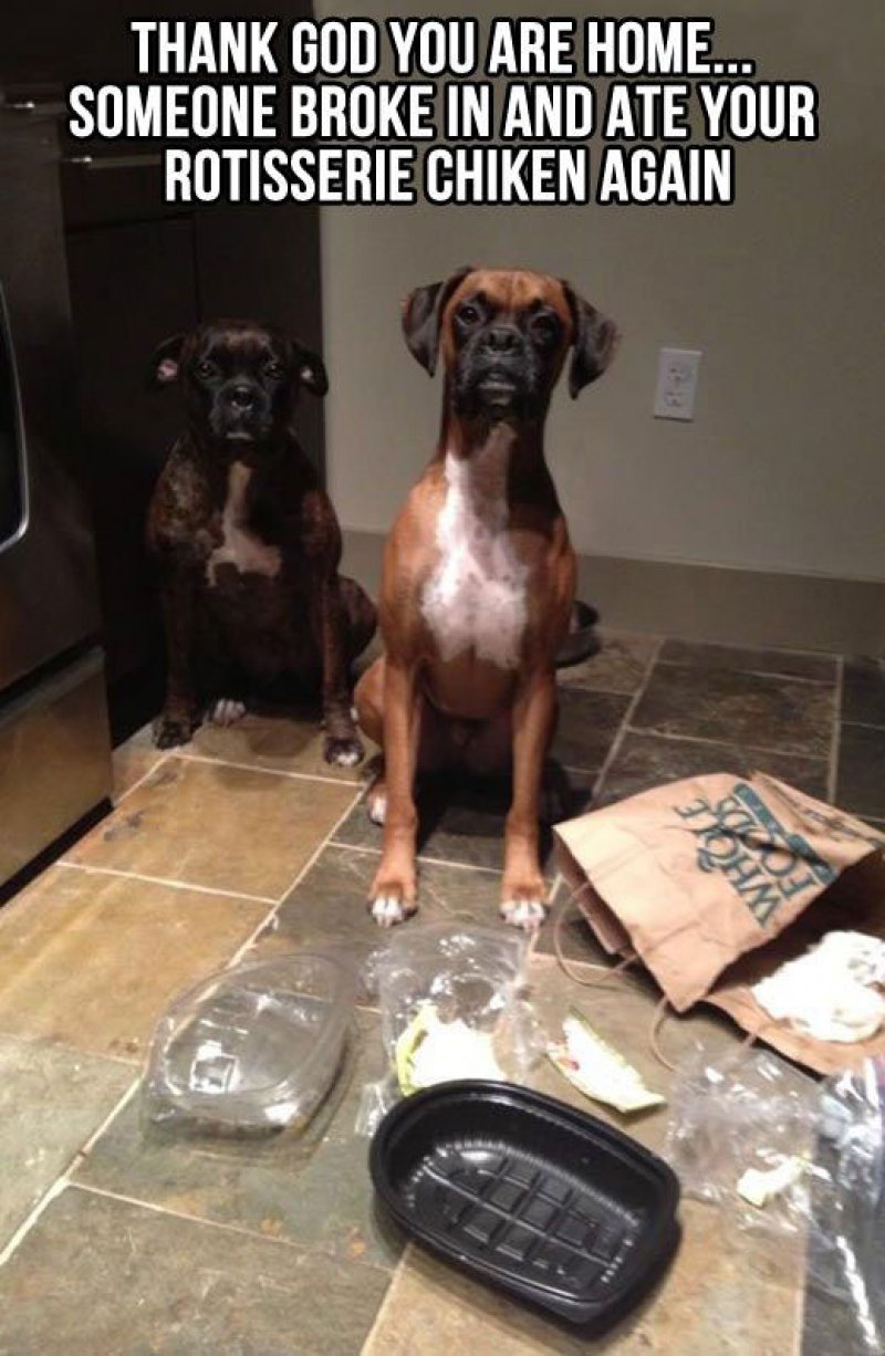 These Two Food Stealers-12 Funny Dog Memes That Will Make You Lol