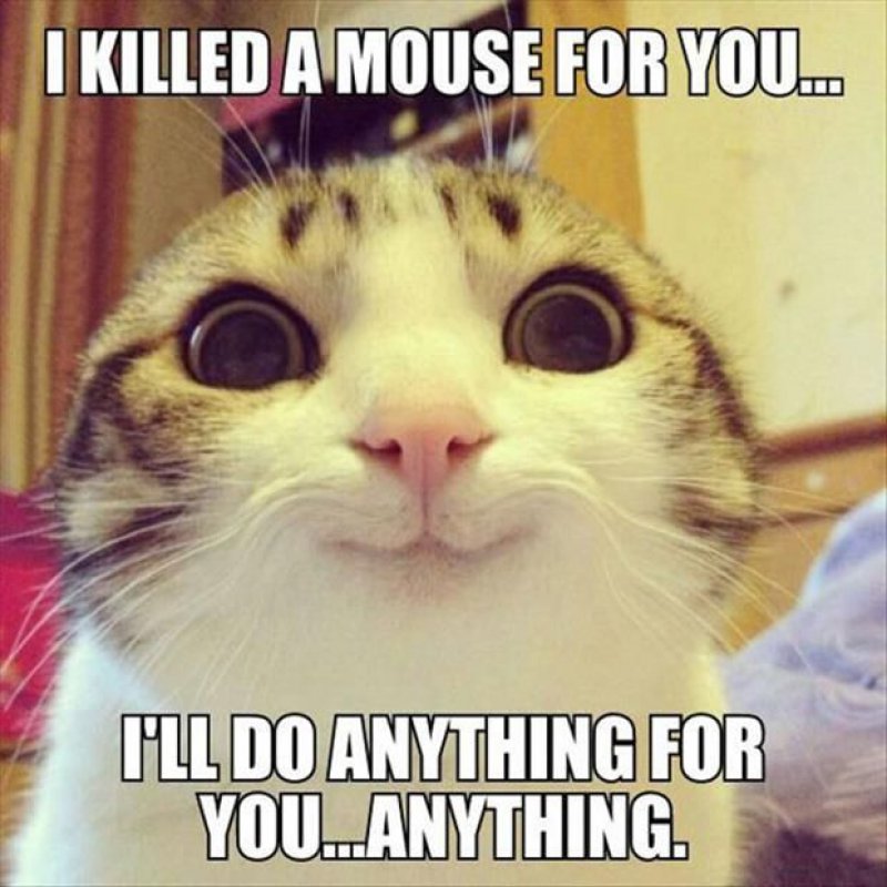 This Cute Cat!-12 Hilarious Animal Memes That Will Make Lol