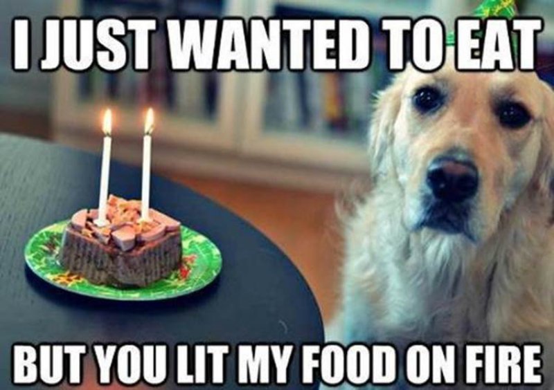 This Disappointed Dog-12 Funny Dog Memes That Will Make You Lol