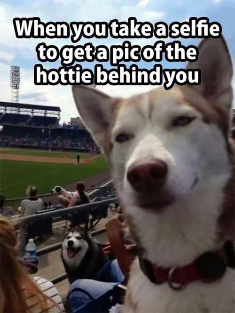 This Dog Selfie-12 Funny Dog Memes That Will Make You Lol