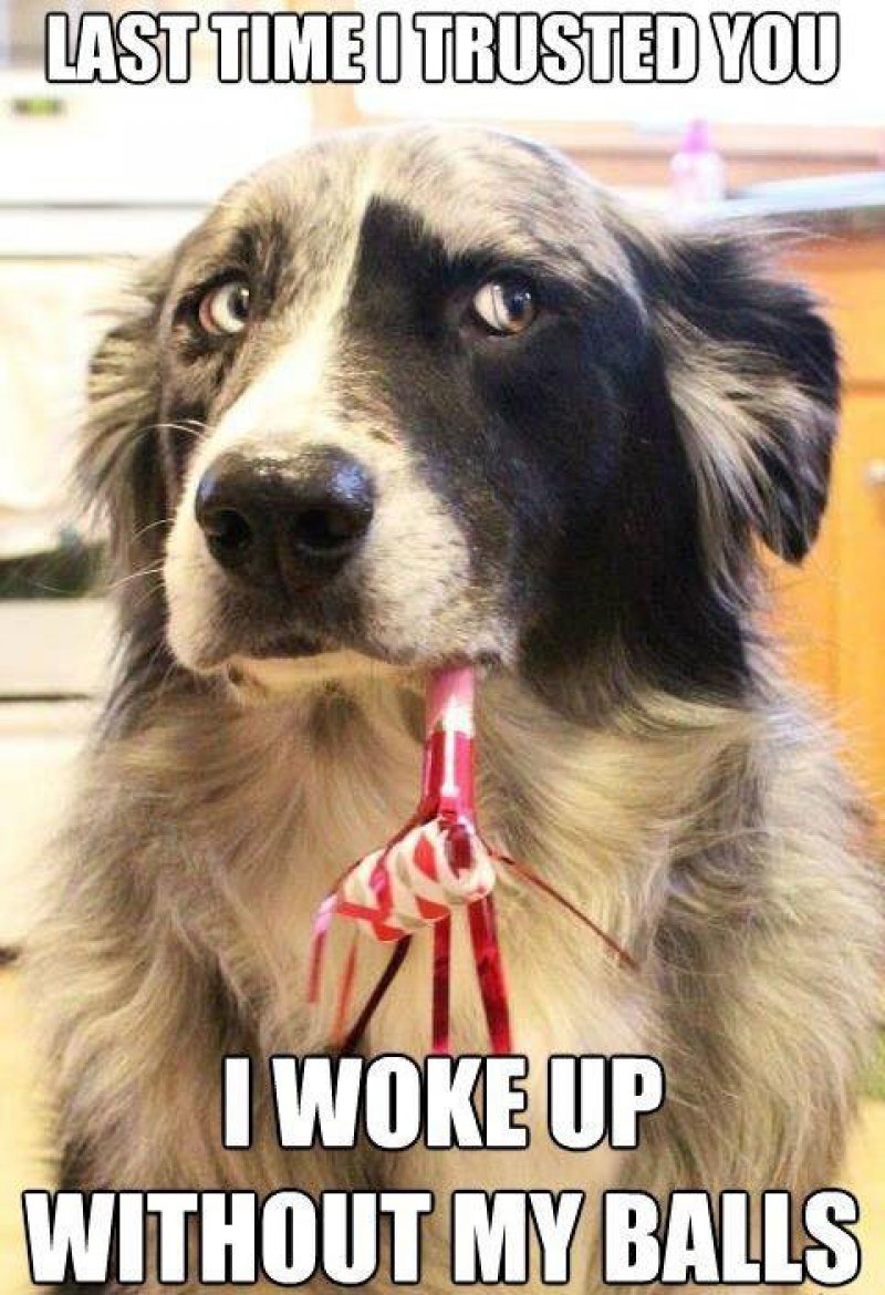 This Dog That Has Trust Issues-12 Funny Dog Memes That Will Make You Lol