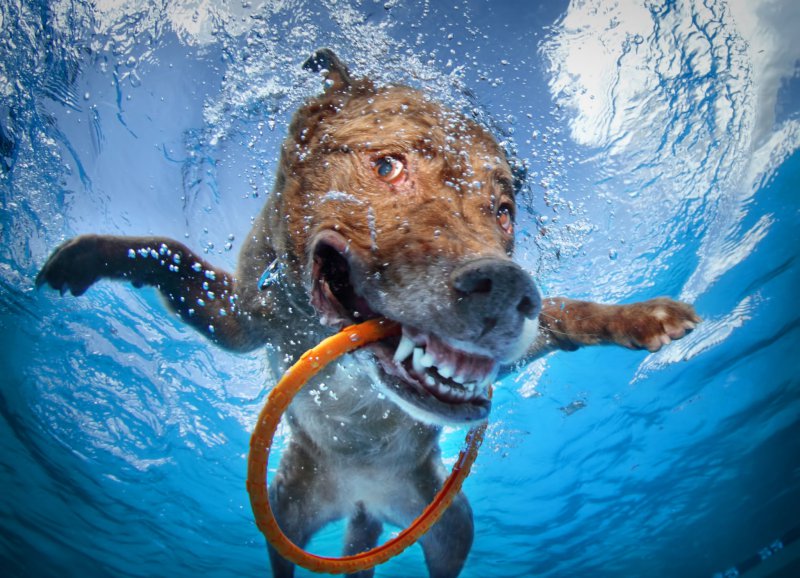 This Dog That Has Caught A Frisbee Ring Underwater-13 Awesome Pictures That Will Make Your Day