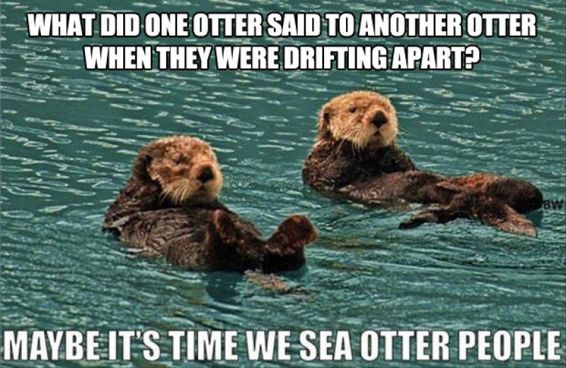 This Funny Sea Otters Joke-15 Terrible Jokes That Are Actually Funny