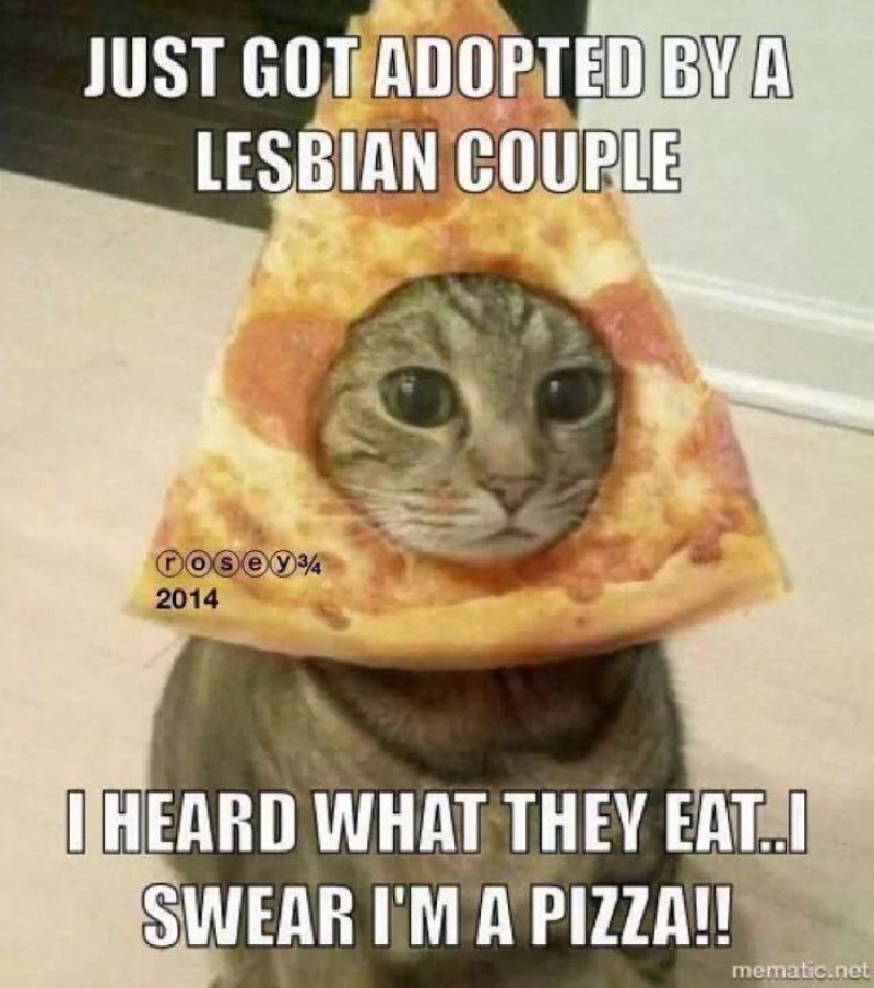 This Hilarious Cat-12 Hilarious Lesbian Memes That Are Sure To Make You Lol