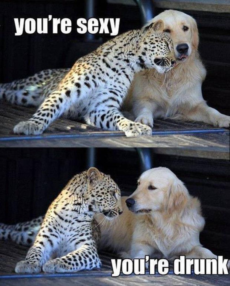 This Hilarious Dog And Leopard Meme-12 Hilarious Animal Memes That Will Make Lol