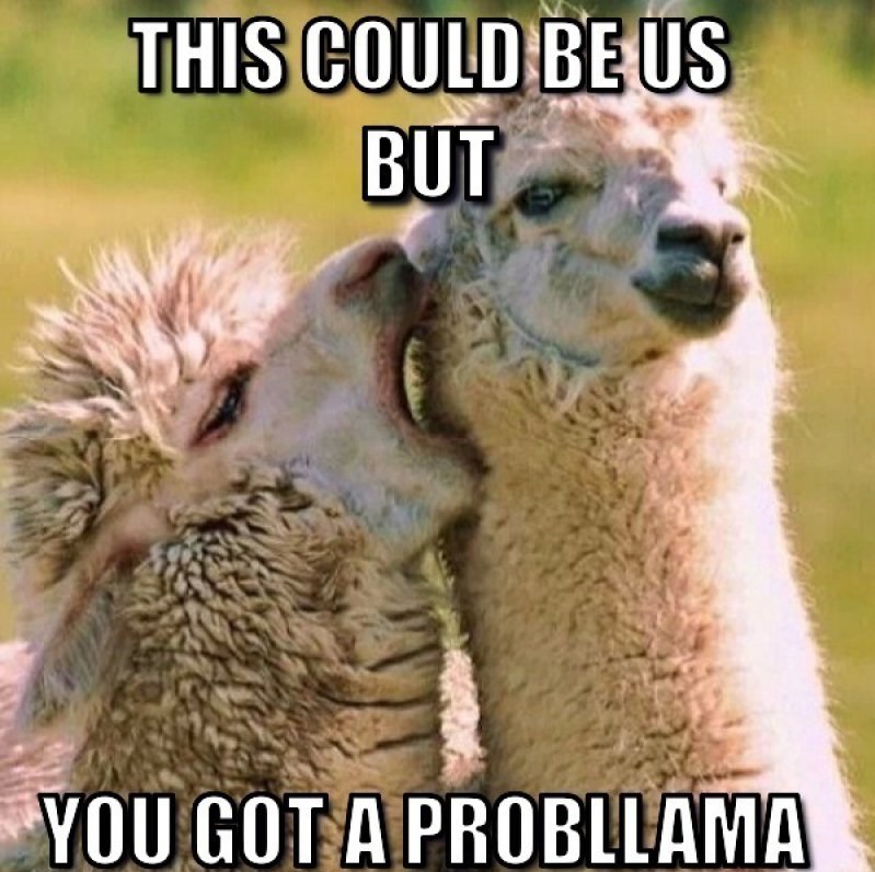 This Hilarious Llama Meme-12 Funny This Could Be Us Memes