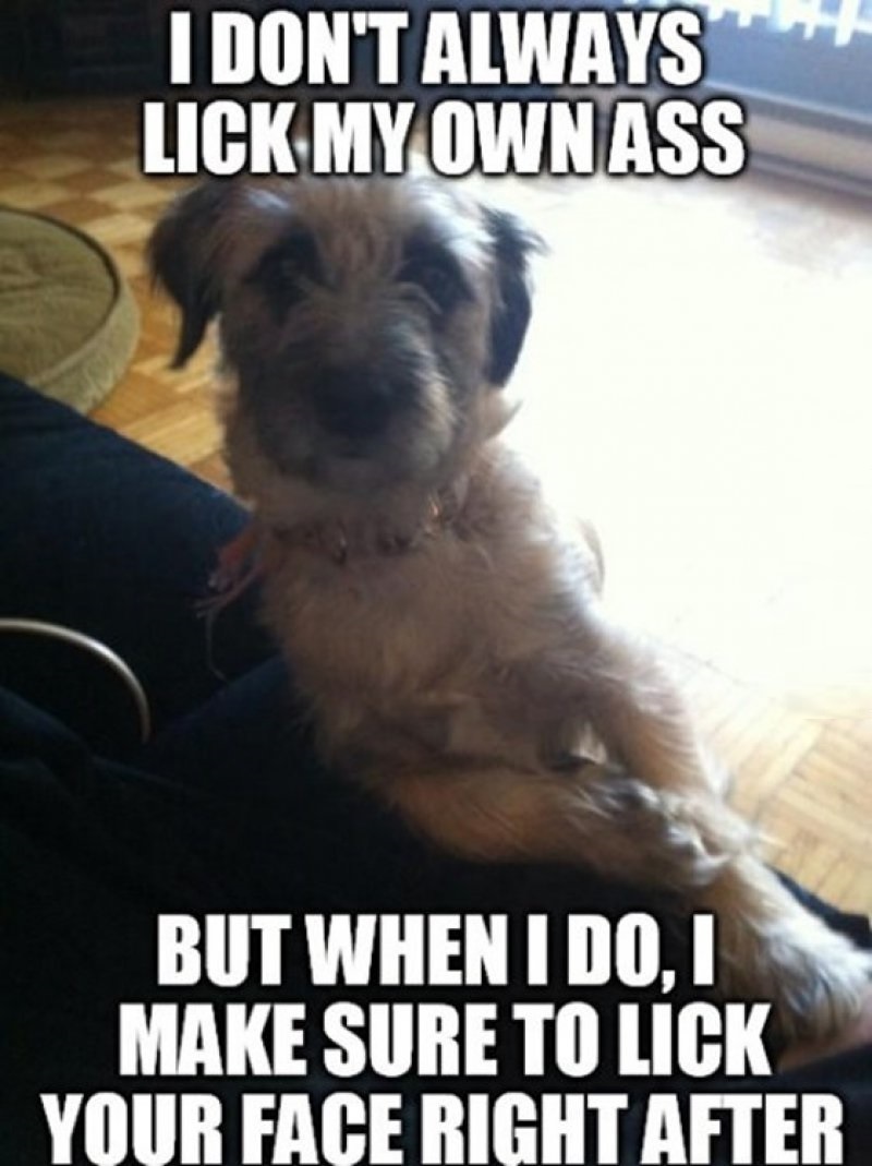This Nasty Confession-12 Funny Dog Memes That Will Make You Lol