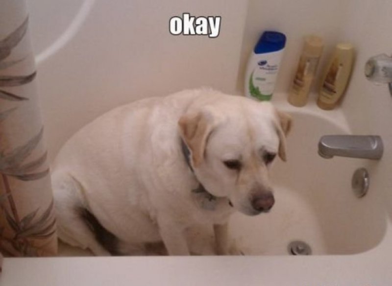 This Okay Dog!-12 Funny Okay Memes That Will Make You Feel Okay About Your Life