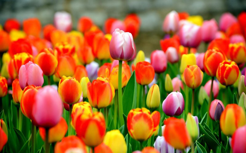 Tulips-12 Most Beautiful Flowers In The World