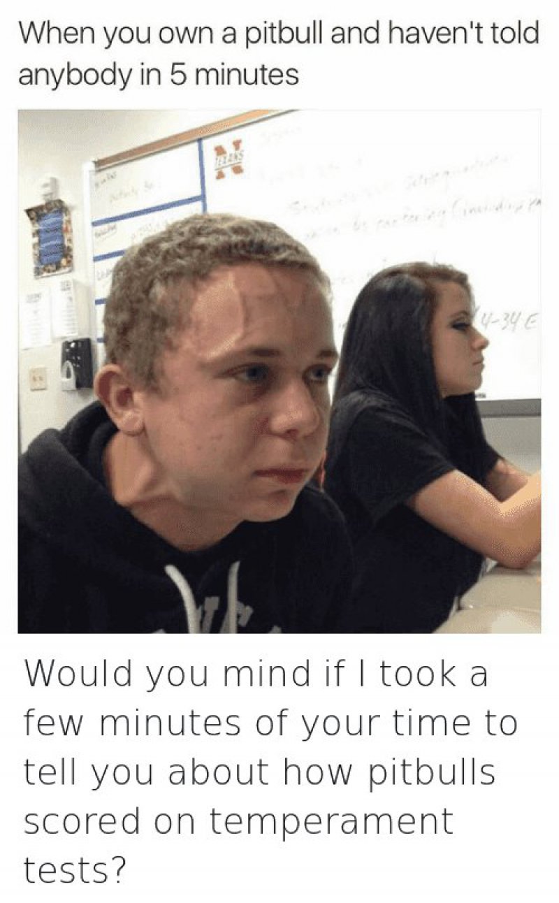 When You Own A Pit Bull And Haven't Told Anybody In 5 Minutes!-12 Funny "Kid Who Needs To Fart" Memes