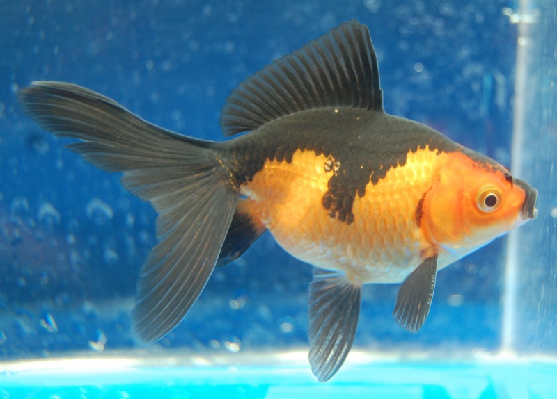 Why Is My Goldfish Turning Black?-12 Funny Things People Google 