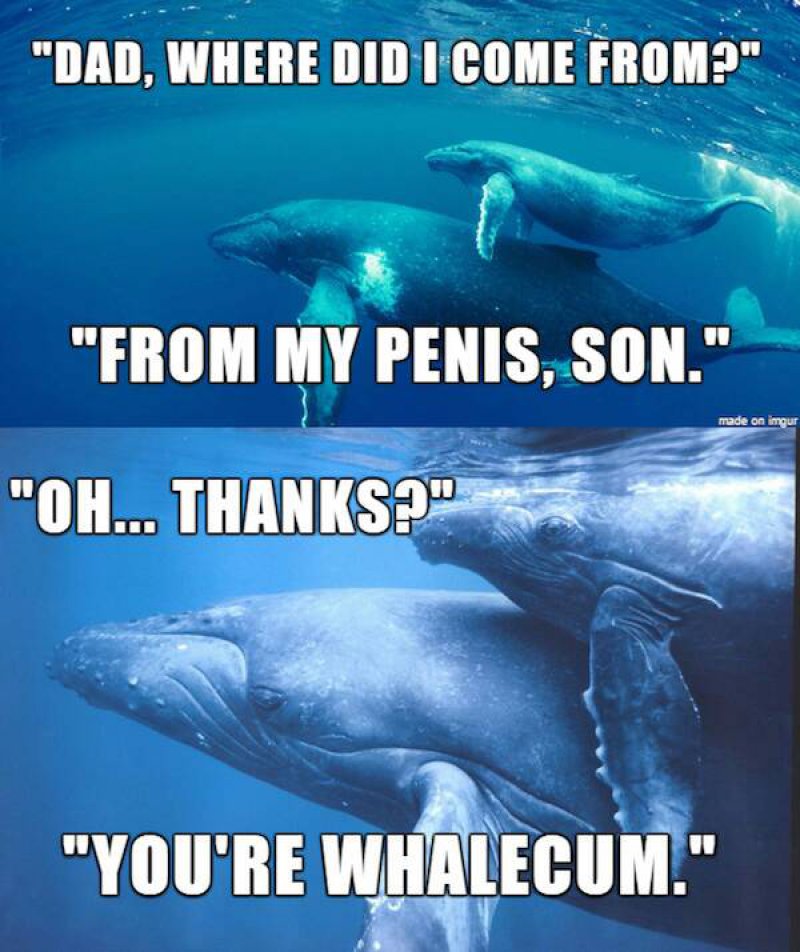 You Are Whalecum Son!-12 Hilarious Animal Puns That Will Make You Lol