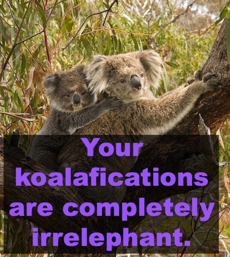 Your Koalafications Are Completely Irrelephant-12 Hilarious Animal Puns That Will Make You Lol