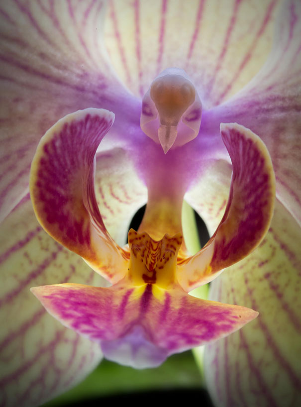 Moth Orchid-15 Awesome Flowers That Don't Look Like Flowers At All 