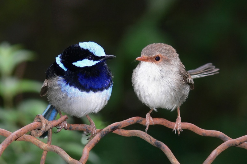 Superb Fairywren-15 Super Cool Animals That You May Find Only In Australia