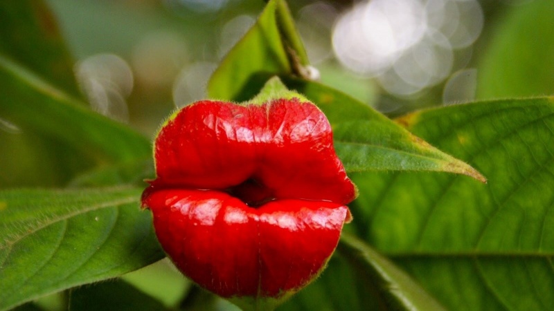 Hooker's Lips Flowers-15 Awesome Flowers That Don't Look Like Flowers At All 