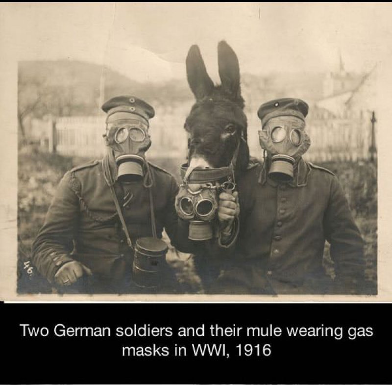 Picture of Soldiers and Their Mule Wearing a Gas Mask-15 Historical Pictures That Are Really Shocking