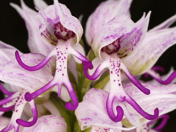 Naked Man Orchid-15 Awesome Flowers That Don't Look Like Flowers At All 