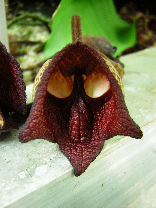 Darth Vader Orchid-15 Awesome Flowers That Don't Look Like Flowers At All 