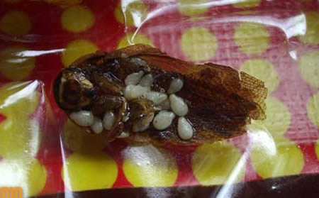 Cockroach In Packet Of GoldenBoy? Truely Disgusting!!