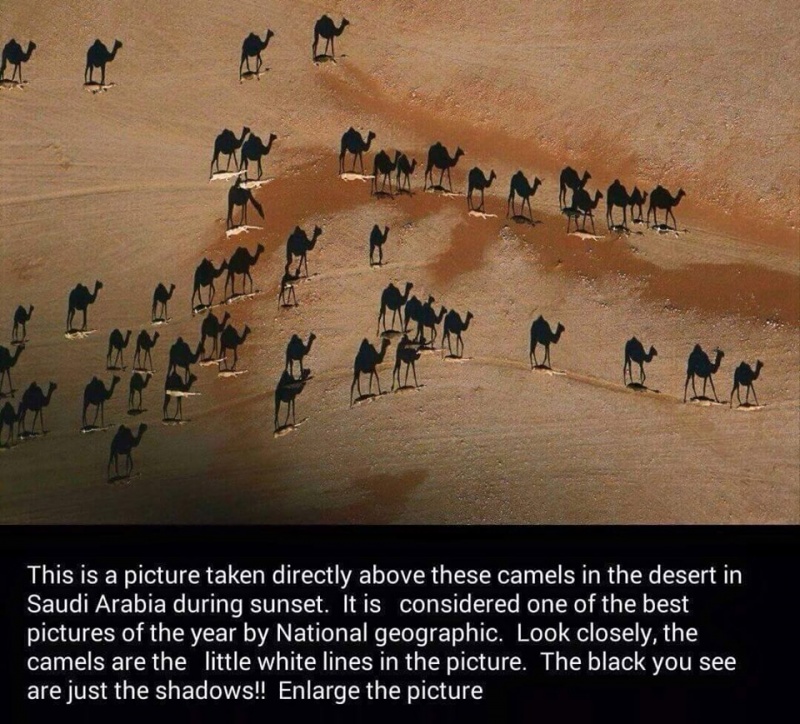 Shadows, Not Camels-15 Real Life Illusions That Are Sure To Amuse You